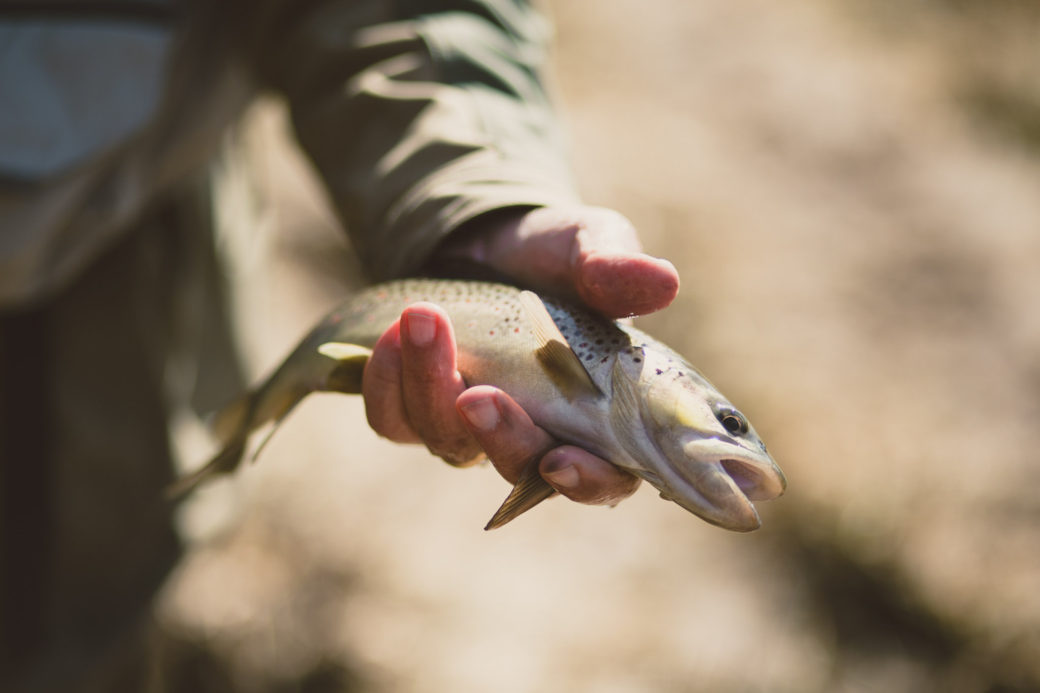 Editorial story about fly fishing with man showing off his trout.