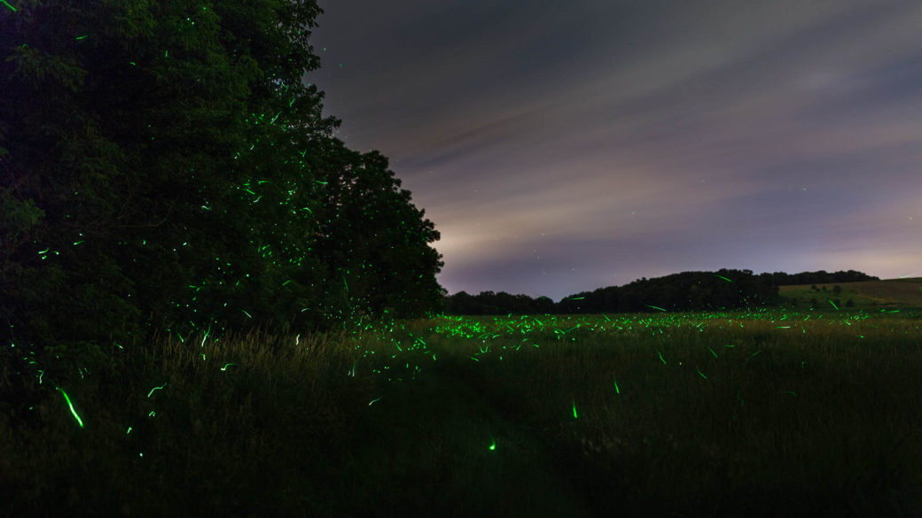 2015-fireflies-lightning-bug-photos-dave-poyzer-0003