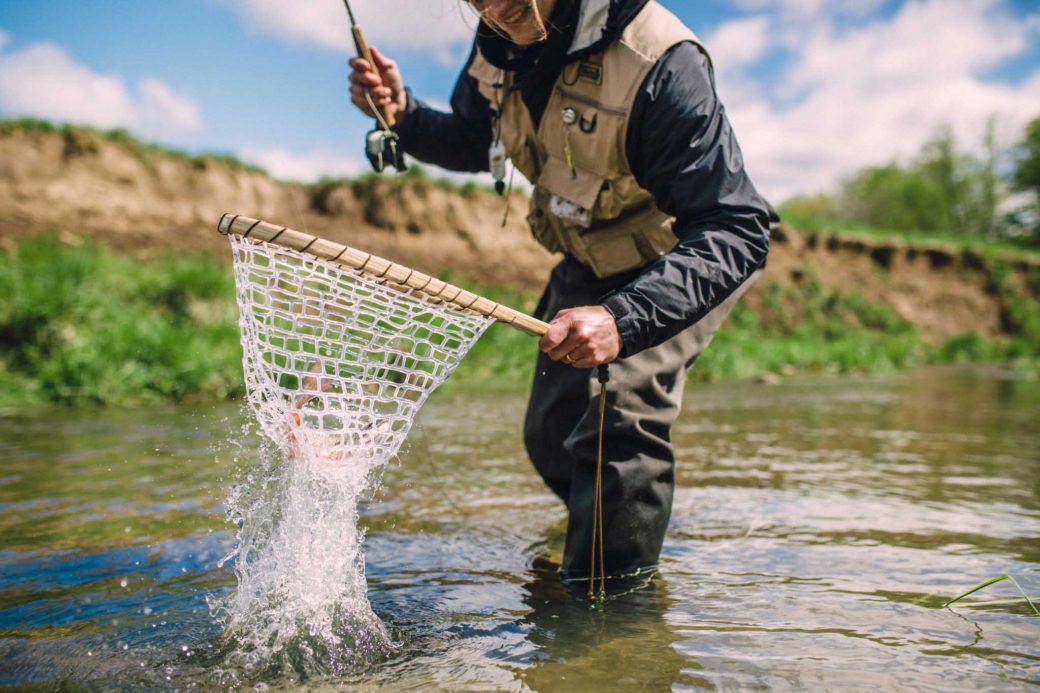 Netting a trout out of a stream.