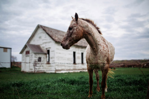 Midwestern editorial photo of horse in front of old schoolhouse